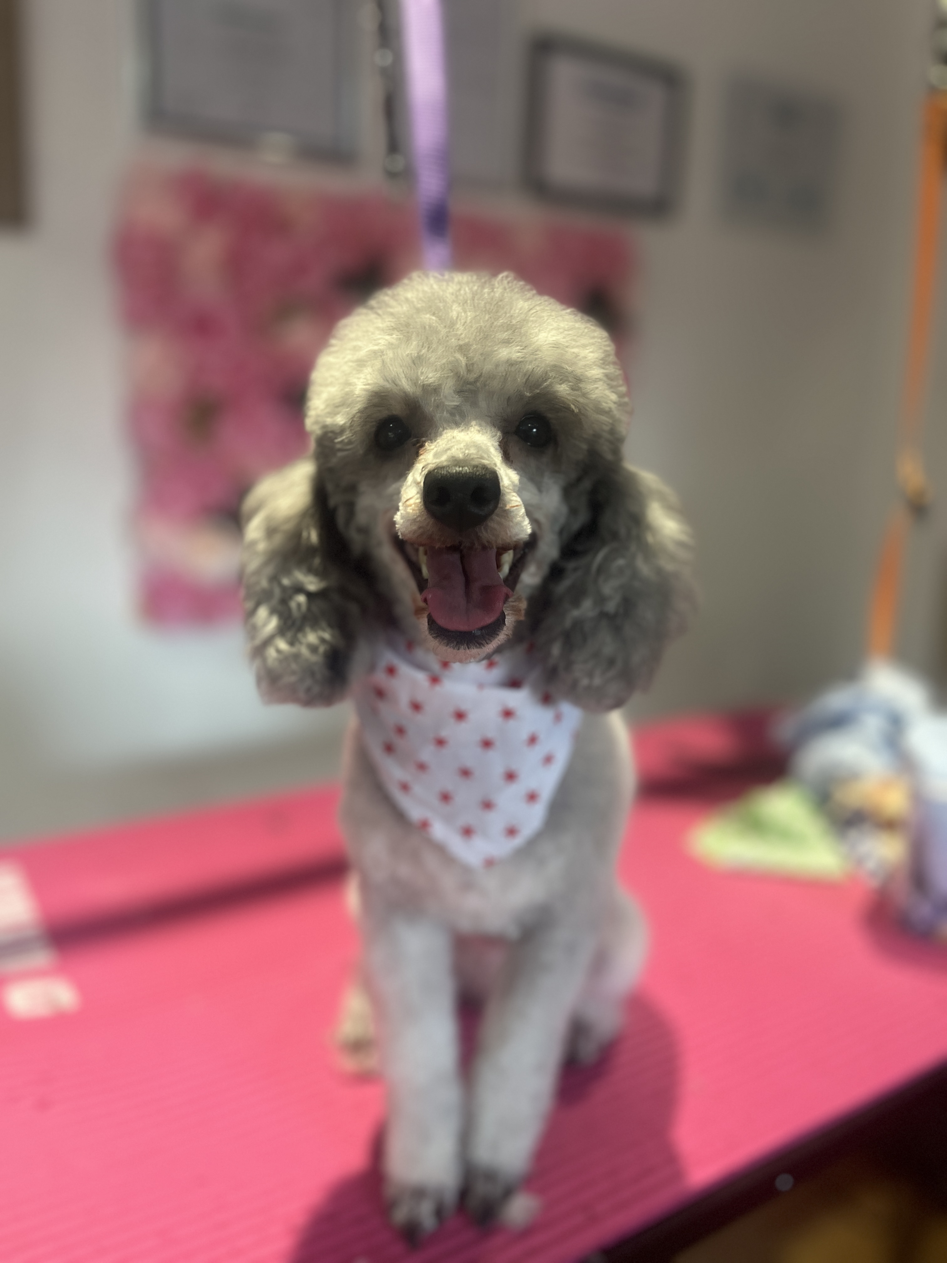Bubbles the Poodle